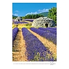 Falinaptár TOPTIMER T092 315x450mm álló Provence 2025.